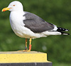 adult LBBG Dutch intergrade in September, ringed in the Netherlands. (85708 bytes)